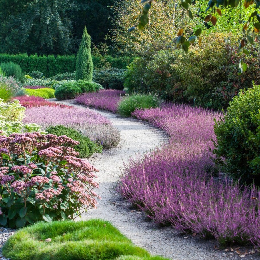 Вересковый миксбордер