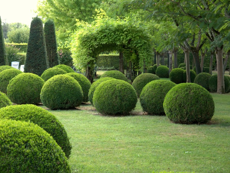 Самшит Buxus