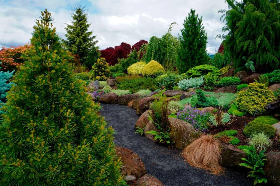 Пинарий хвойники