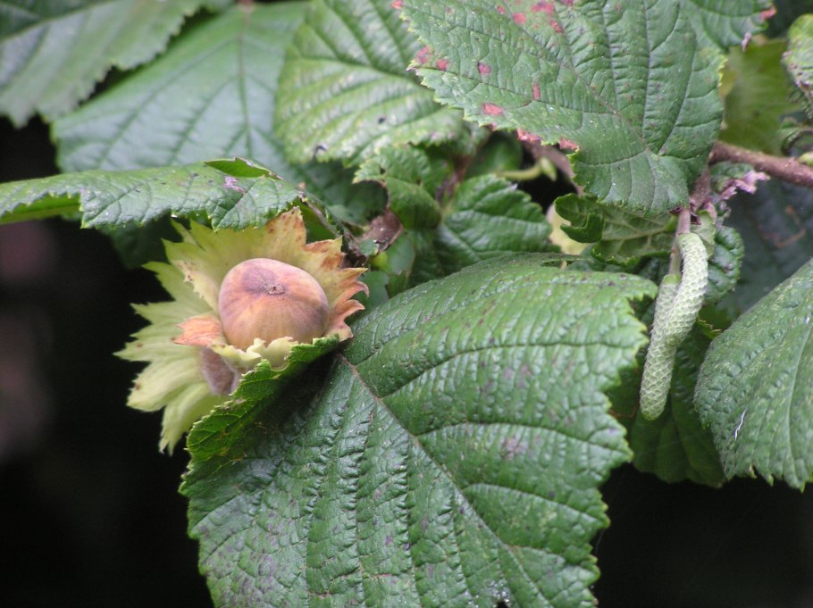 Фундук (лещина обыкновенная) первенец