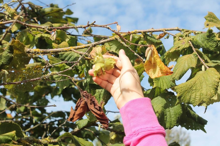 Виргинская лещина