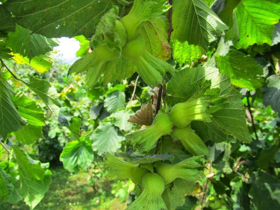 Фундук (Лесной орех)