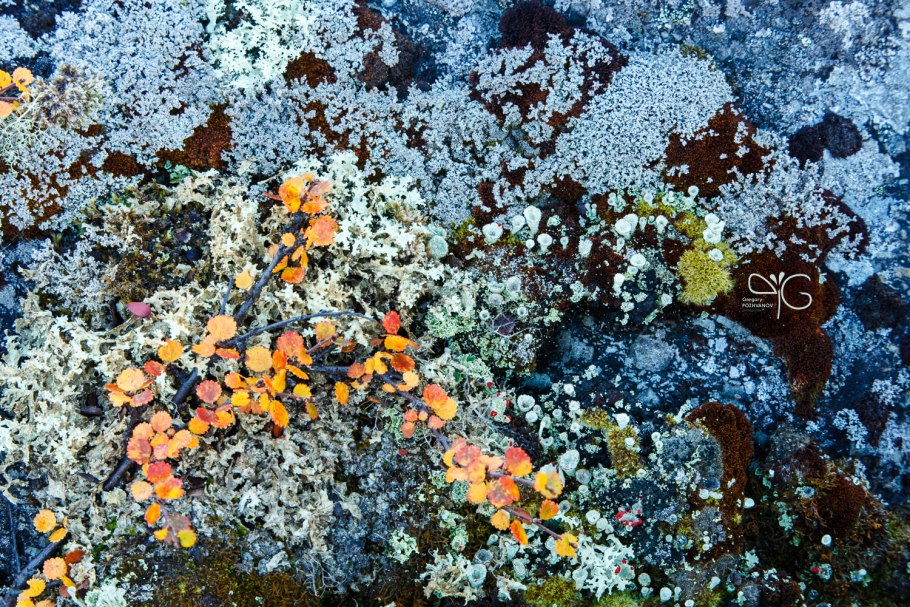 Лишайник цетрария Исландская