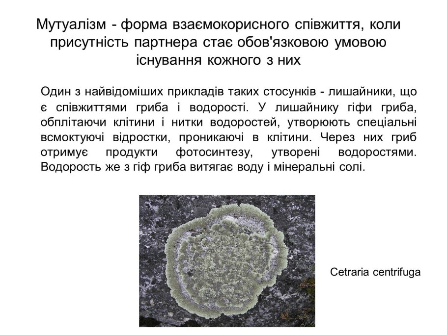 Графис лишайник