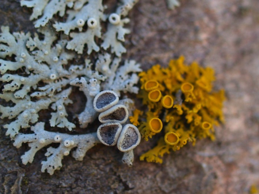 Лишайники накипные листоватые