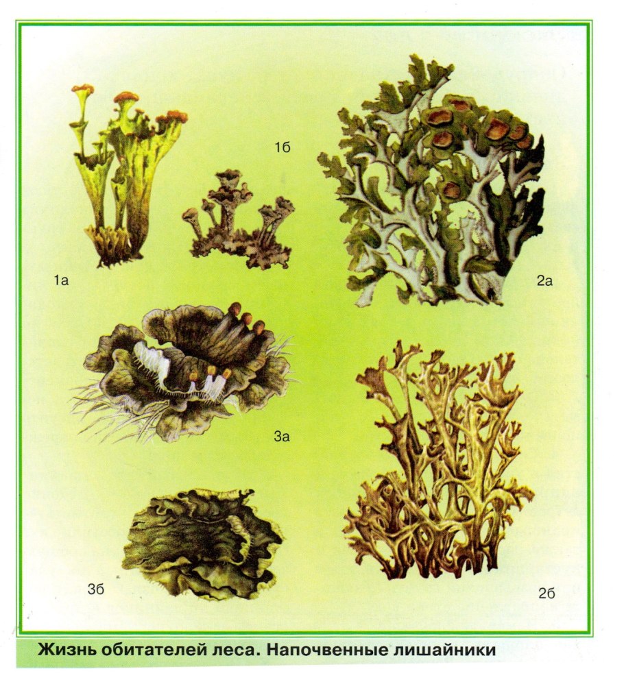 Эверния прунастри