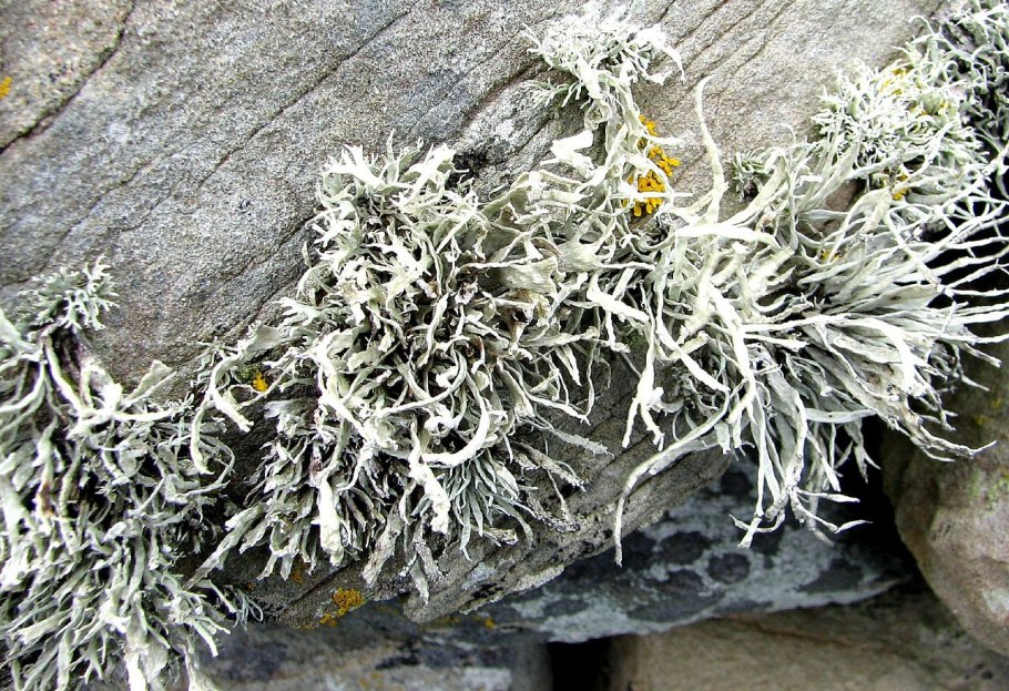 Псевдоэверния шелушащаяся