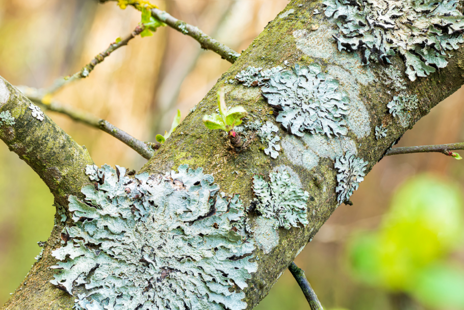 Лобария сетчатая – Lobaria retigera