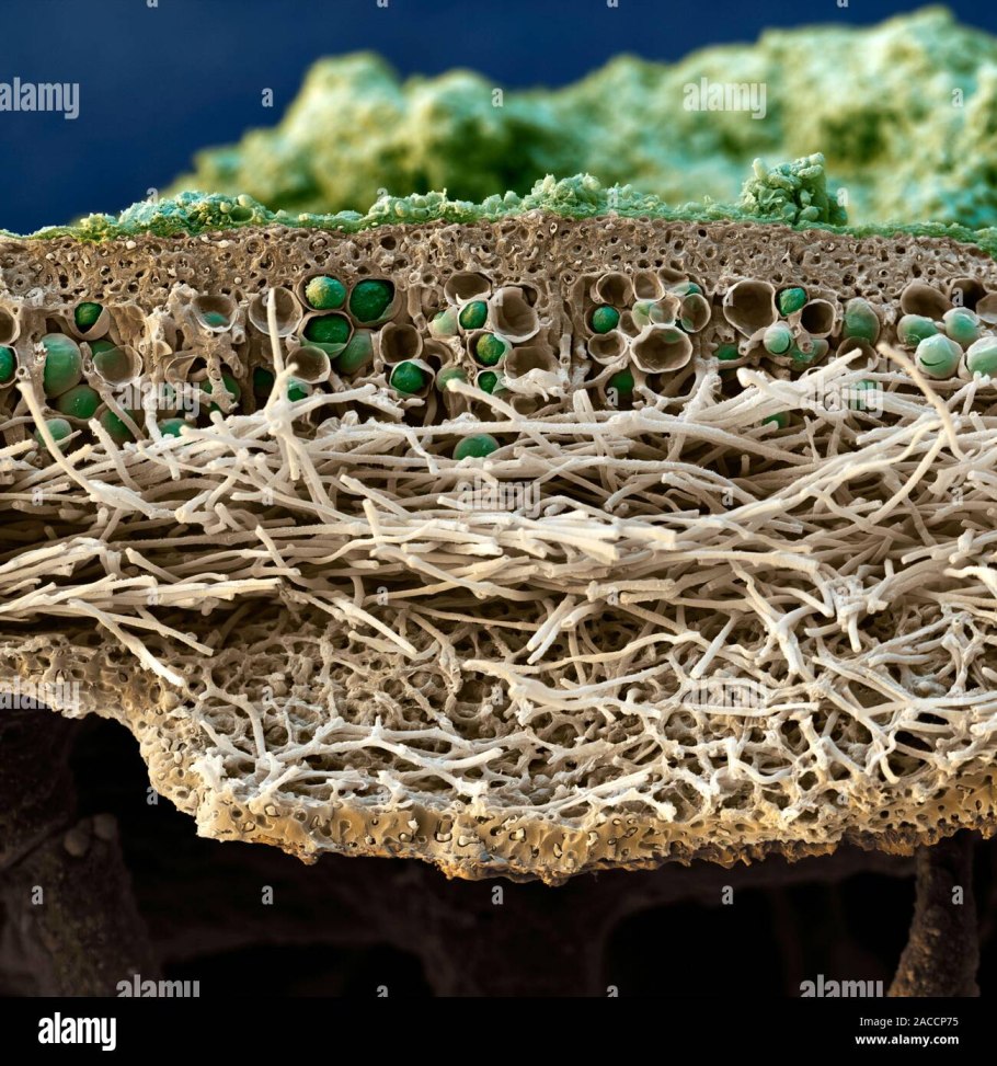 Мхи и лишайники на деревьях