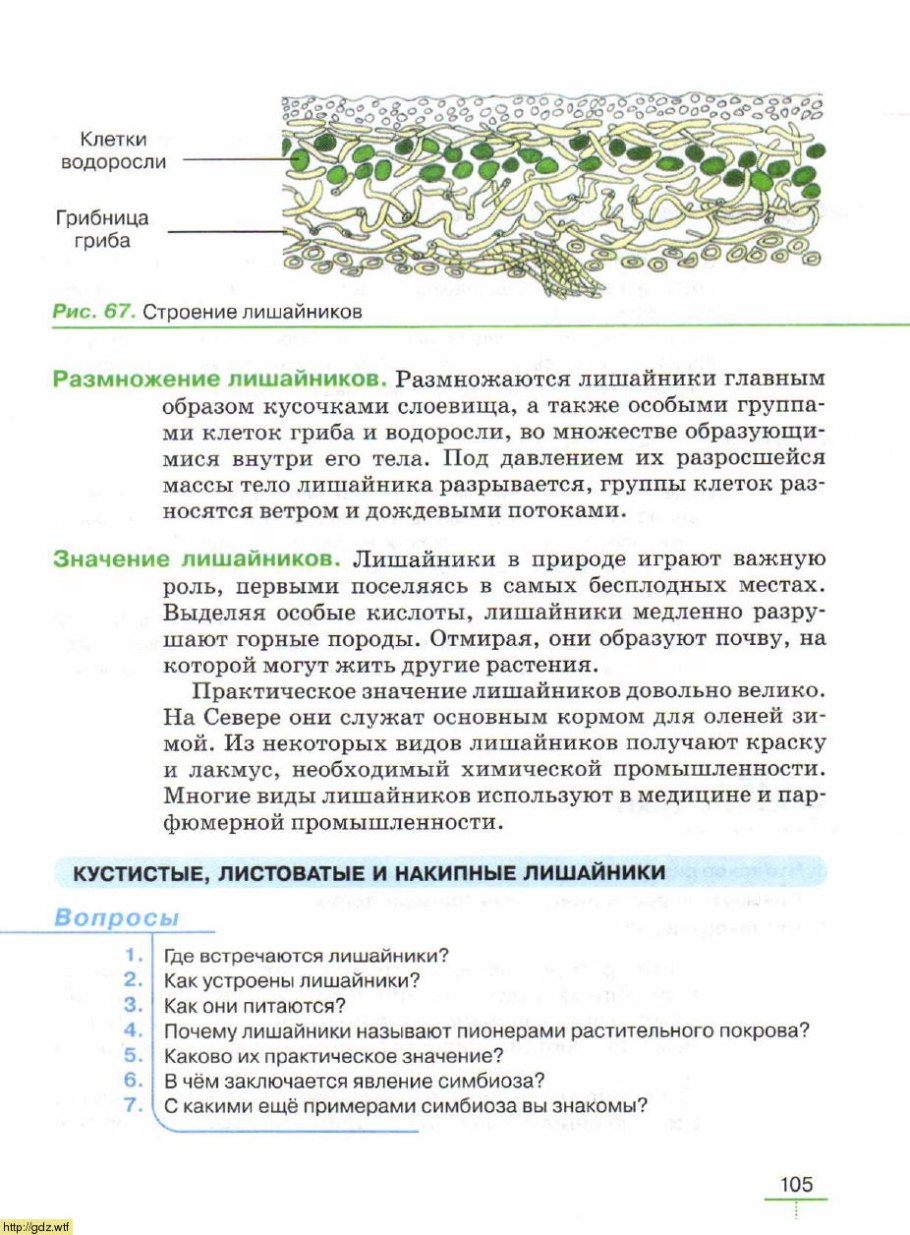 Строение кустистого лишайника