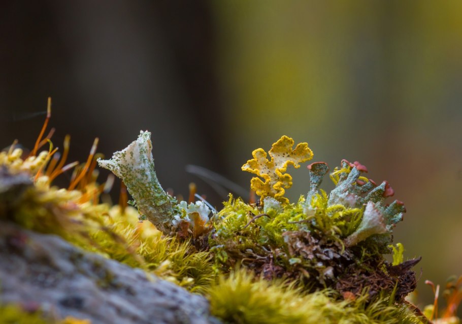 Лишайник это симбиоз