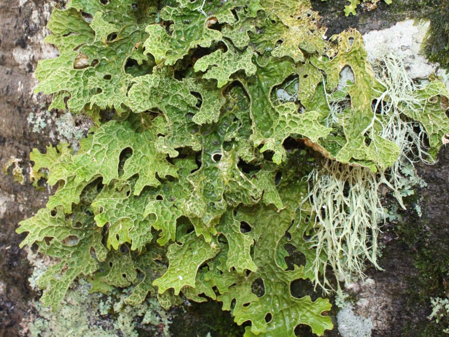 Parmotrema perlatum