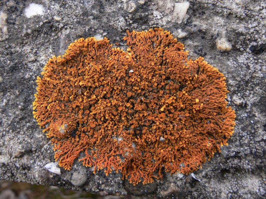 Какие лишайники имеют вид корочки тесно сросшейся с субстратом