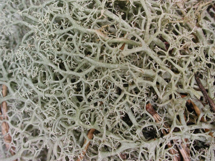Foliicolous Lichens