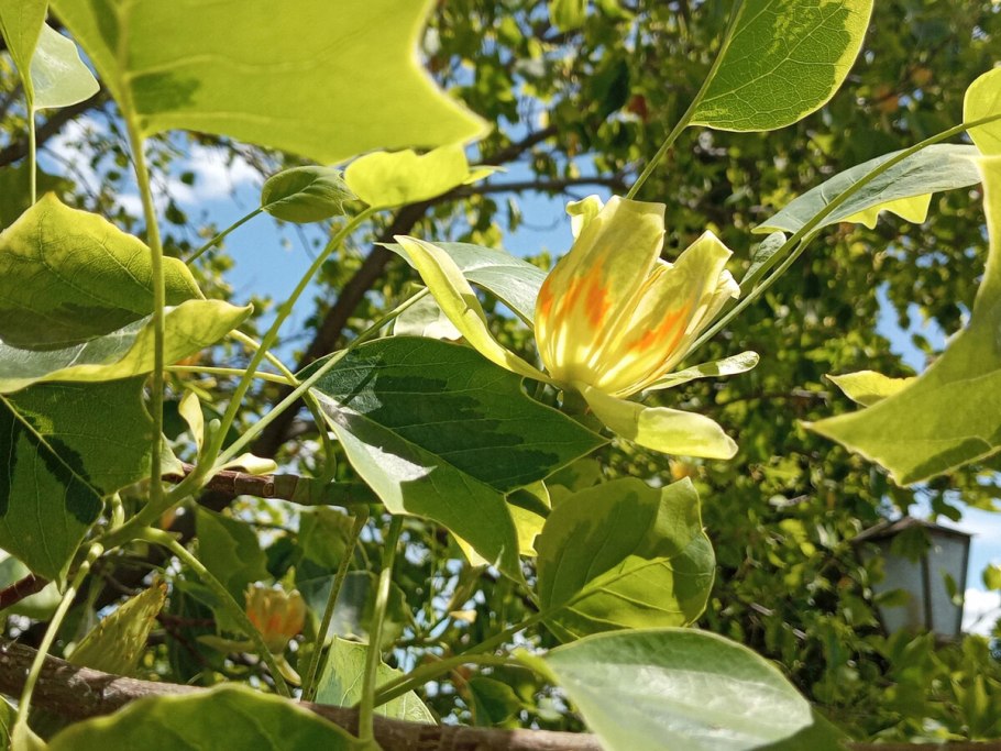 Тюльпанное дерево Лириодендрон китайский