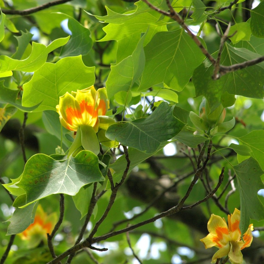 Тюльпановое дерево Росток