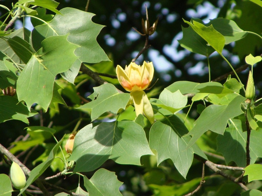 Лириодендрон китайский Liriodendron chinense