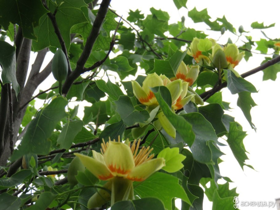 Тюльпанное дерево ареал