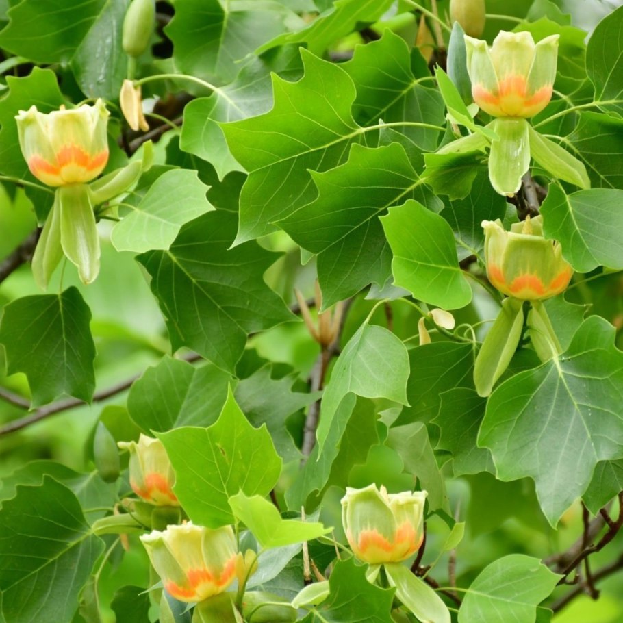 Tulip Poplar Tree