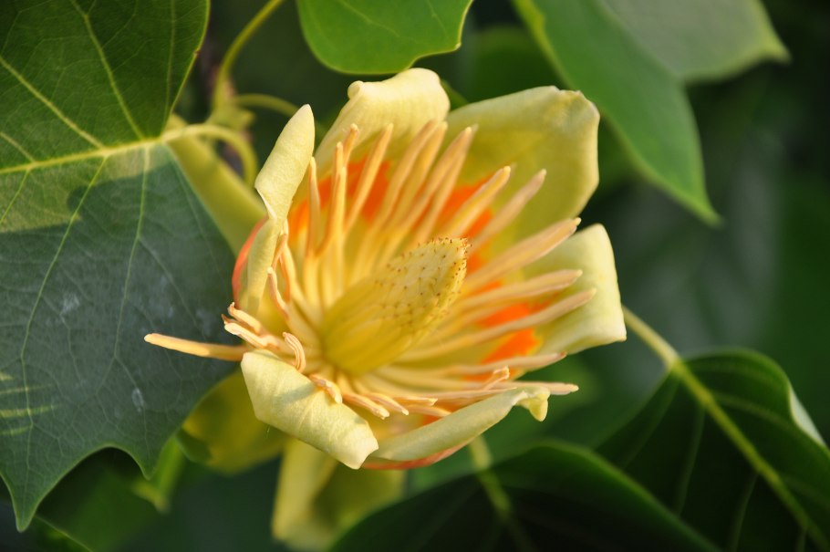 Liriodendron tulipifera PNG