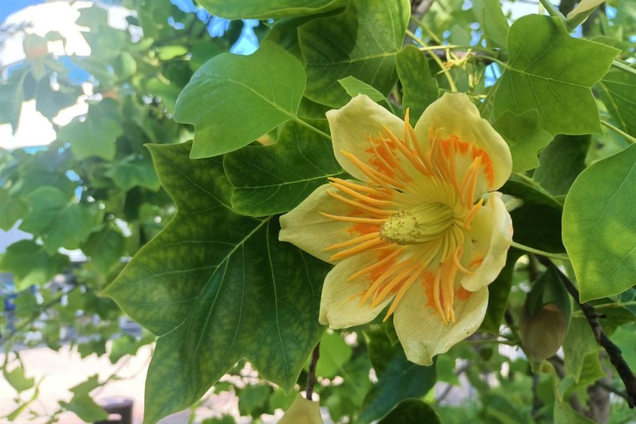 Тюльпанное дерево Лириодендрон китайский