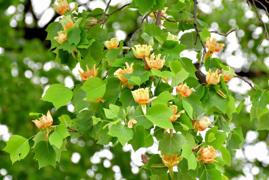 Лириодендрон тюльпанный криспум