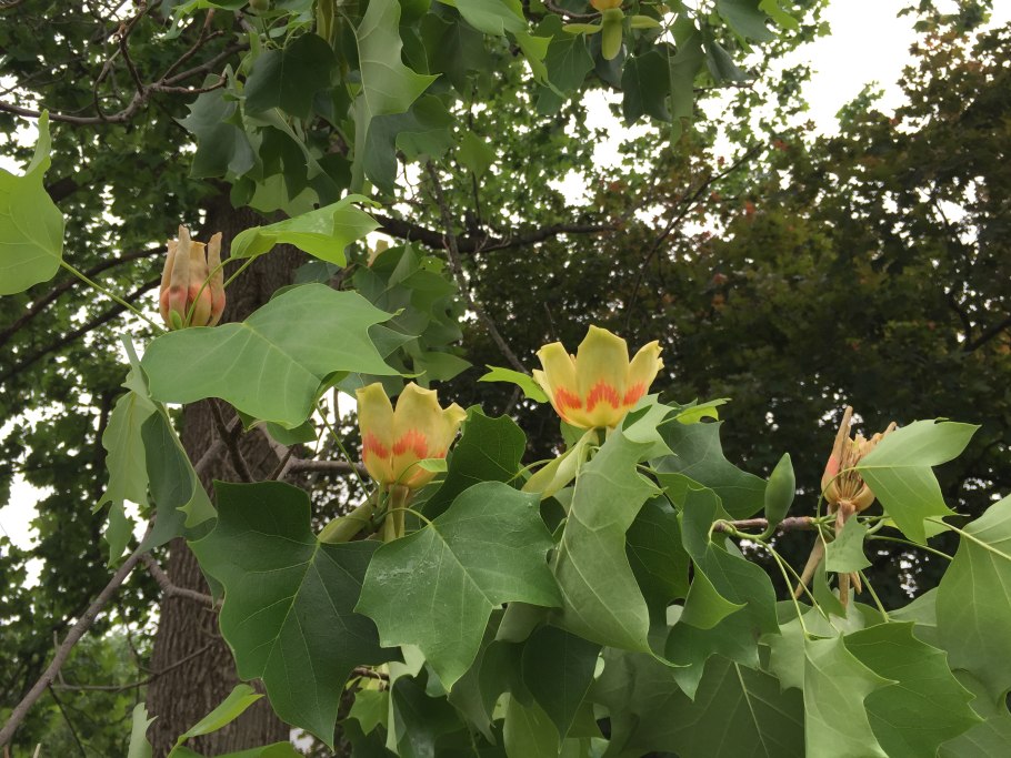 Liriodendron tulipifera