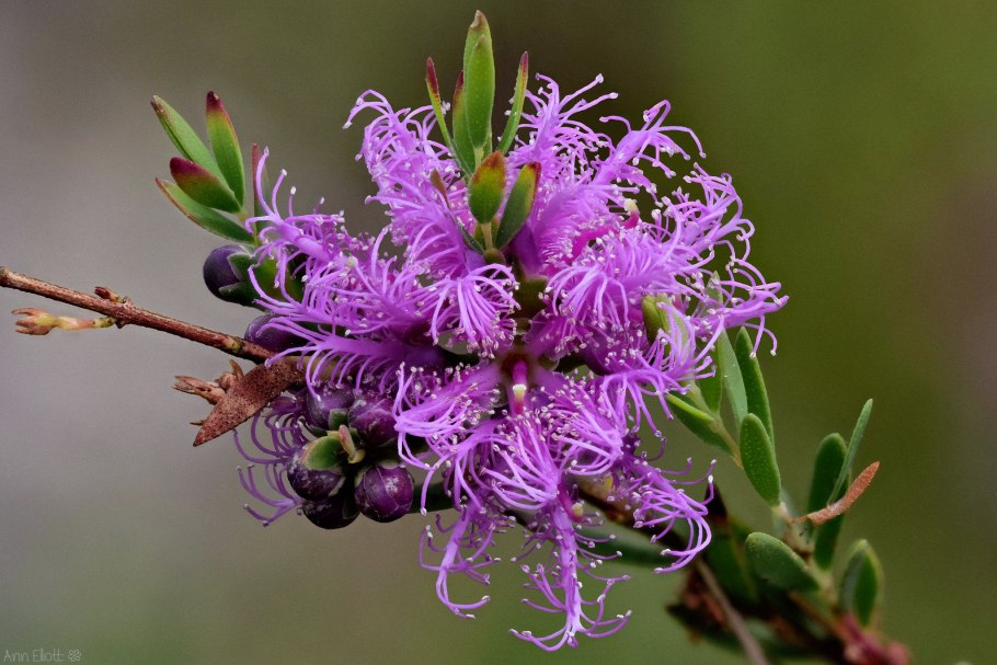 Мелалеука сиреневые цветы