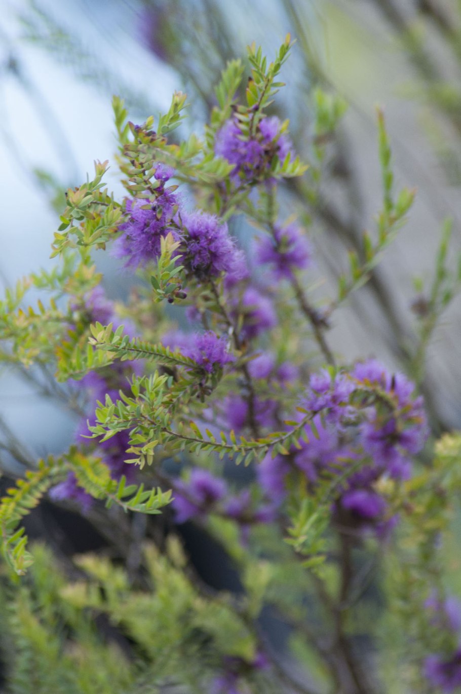 Thymifolia Melaleuca в России