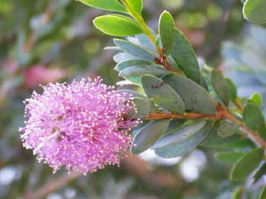 Мелалеука линарифолия Melaleuca linariifolia