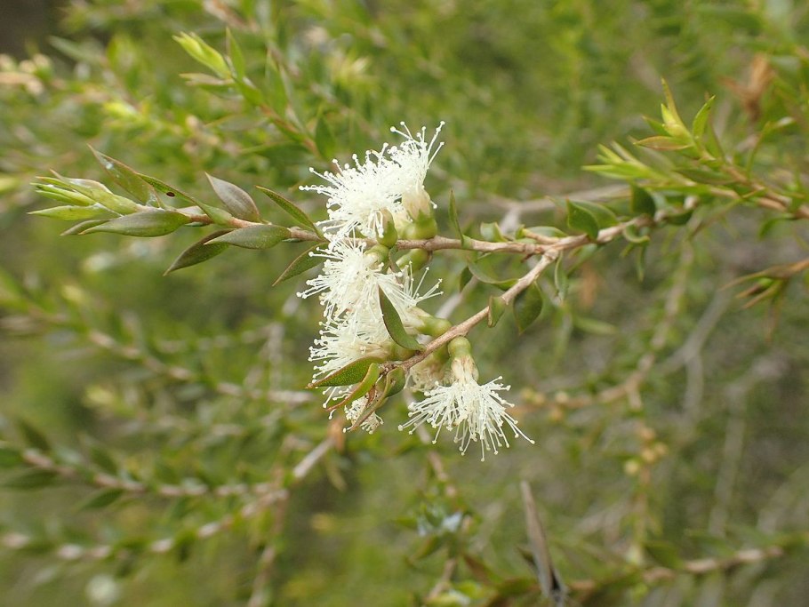Melaleuca elliptica