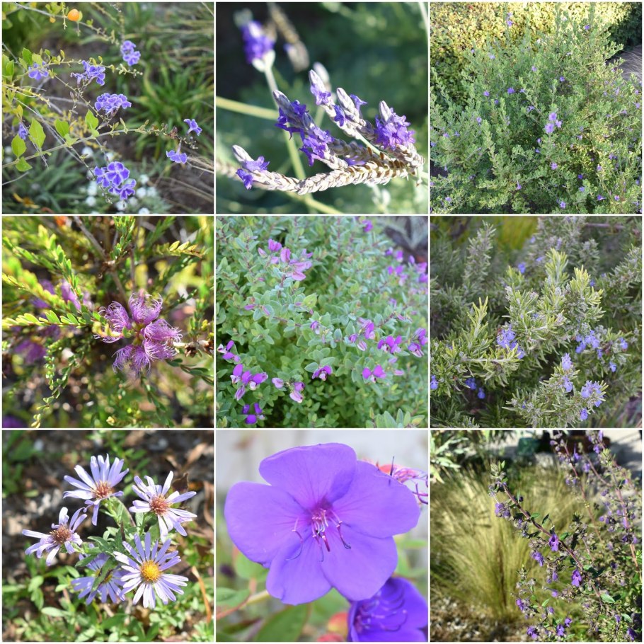 Мелалеука зверобойнолистная