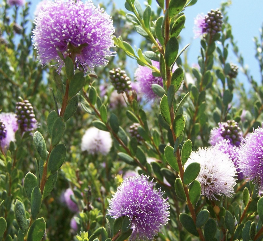 Мелалеука дерево