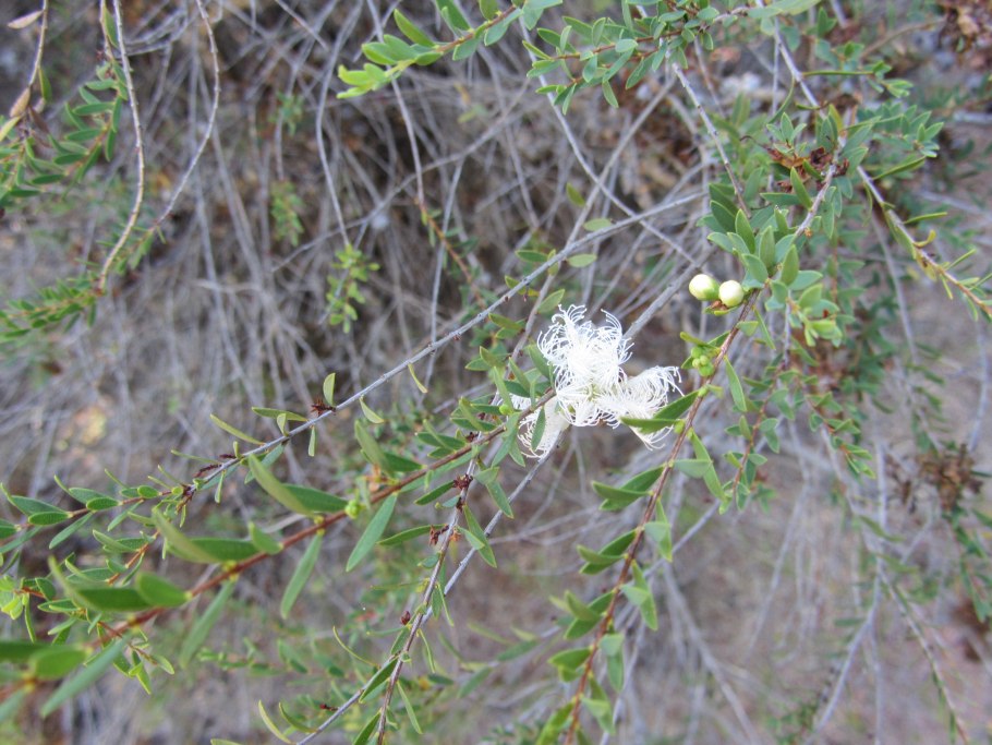 Мелалеука сиреневые цветы