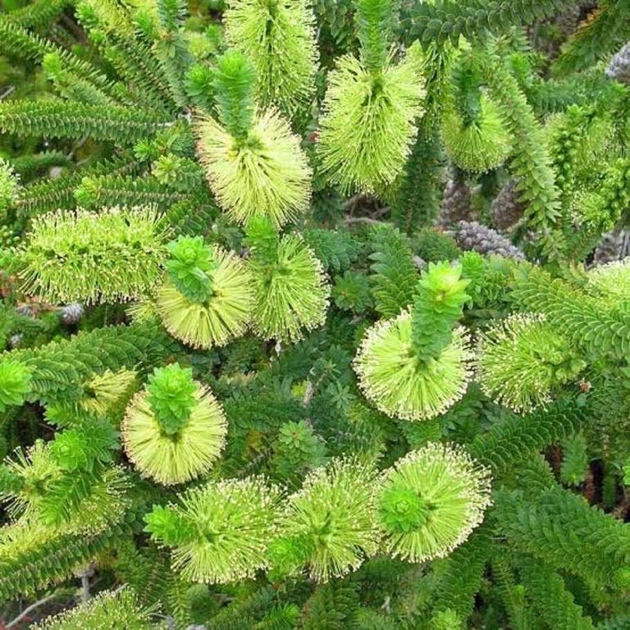 Мелалеука зверобойнолистная