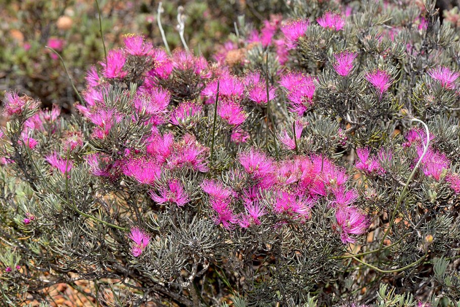 Мелалеука крючковатая