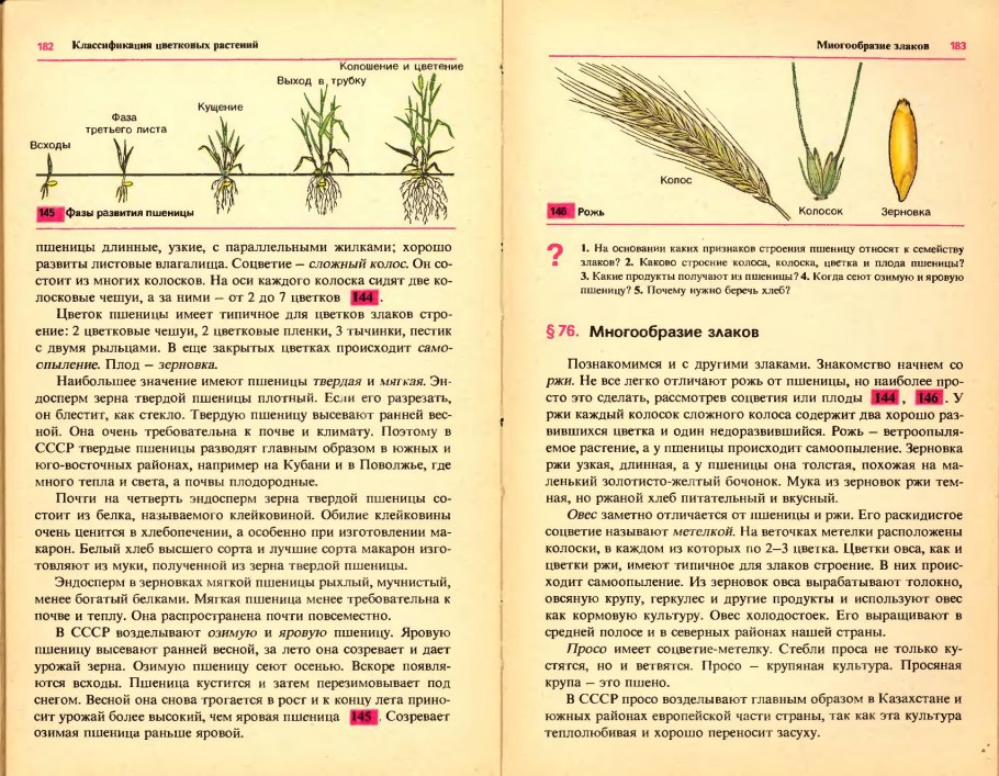 Видовое разнообразие степи