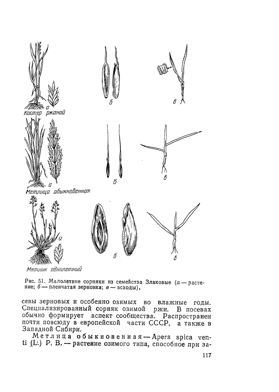. Бородач, Типчак, Бизонова трава
