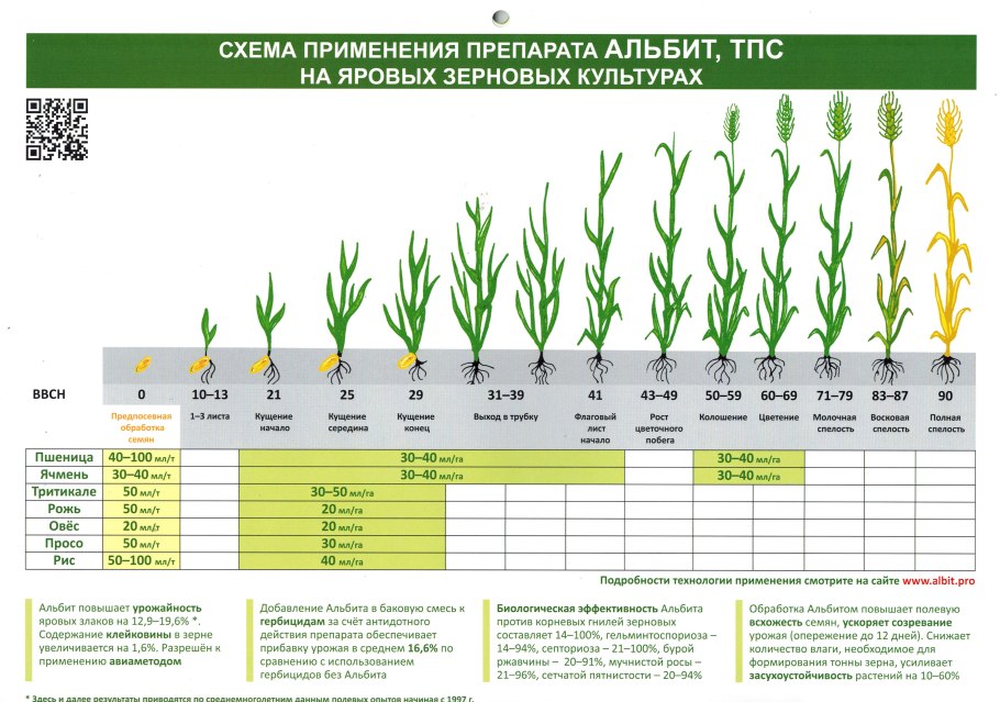 Злаковые травы названия