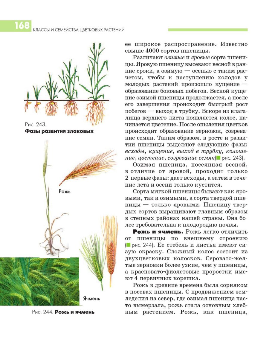 Овес однодольное или двудольное