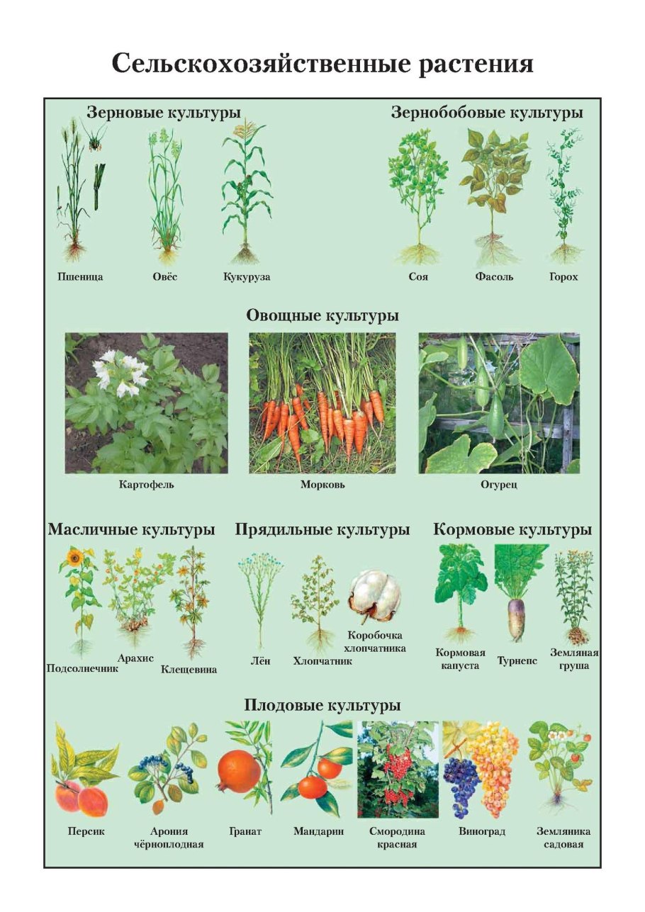 Соцветие кукурузы