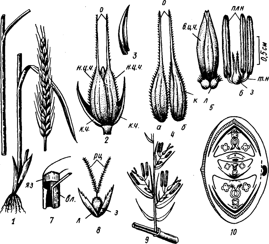 Однодольные растения цветок злаковые