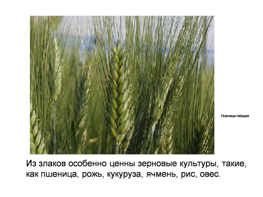 Пшеница рожь ячмень
