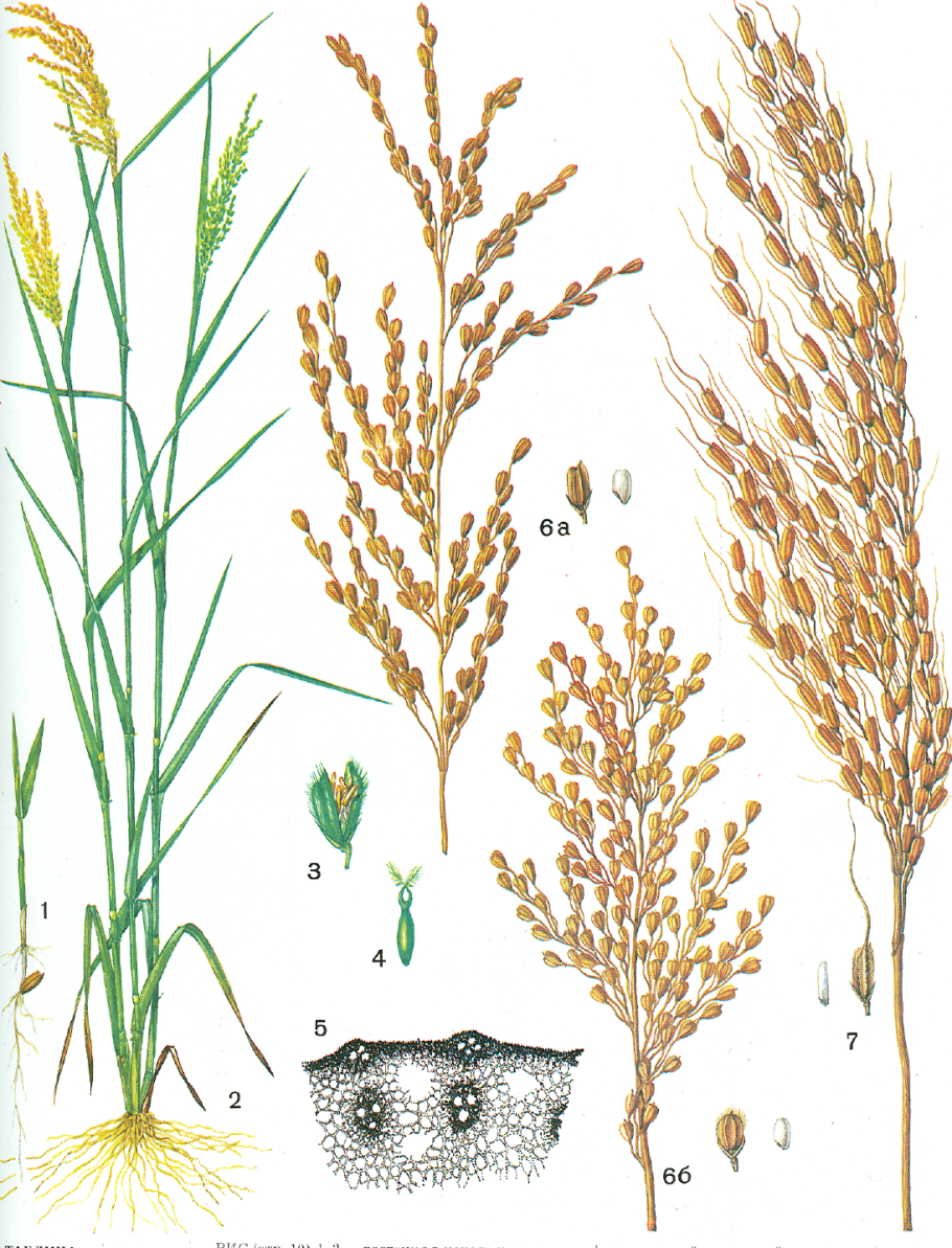 Рис злаковое растение