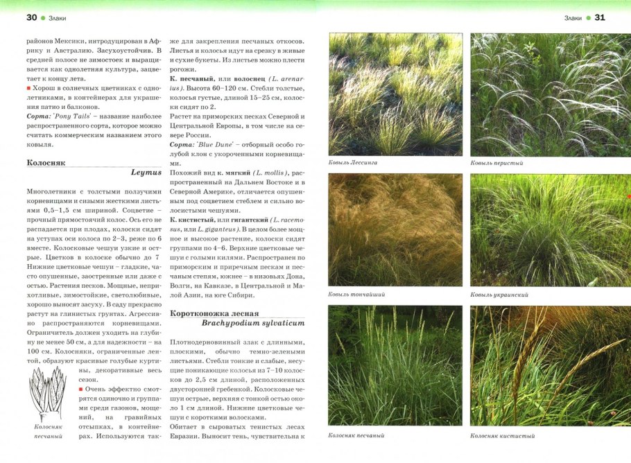 Однодольные злаковые и Лилейные