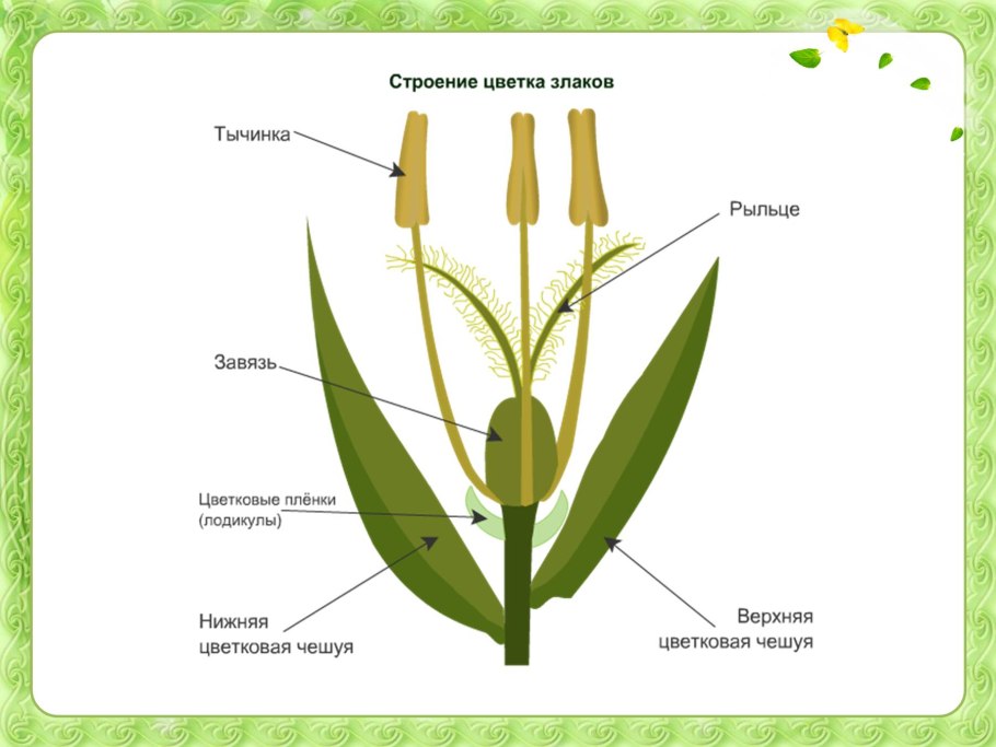 Кукуруза злаковое растение