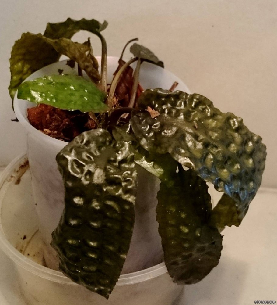 Криптокорина Худорой растение