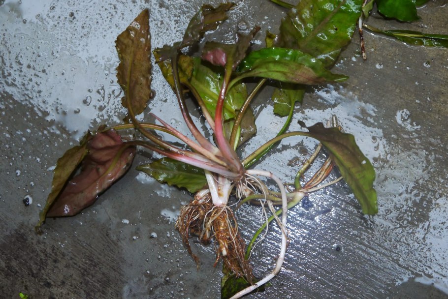 Cryptocoryne nakamotoi