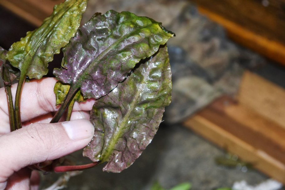 Cryptocoryne striolata