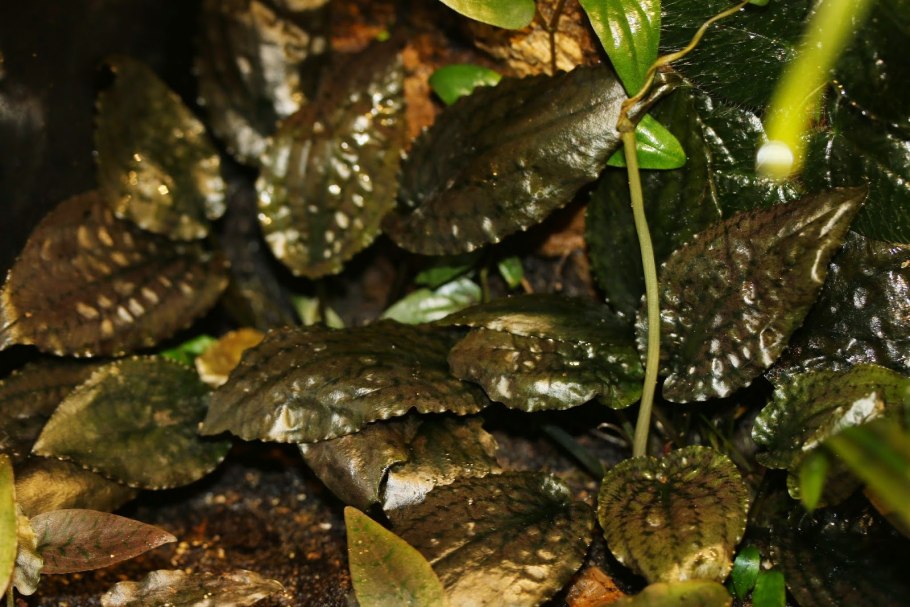 Лагенандра Кераленсис